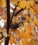 Dark Eyed Junco in Fall Maple 9623